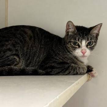 Sabrina -  Domestic Short Hair Cat for Adoption in Long Beach, California - Sabrina | PetCurious