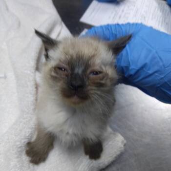 Rosemary -  Siamese and Domestic Medium Hair Cat for Adoption in Summerville, South Carolina - Rosemary | PetCurious