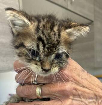 Vidalia -  Domestic Short Hair Cat for Adoption in West Memphis, Arkansas - Vidalia | PetCurious