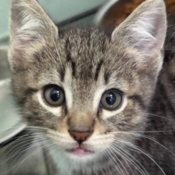 Nico -  Domestic Short Hair Cat for Adoption in Tustin, California - Nico | PetCurious