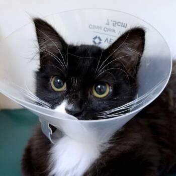 Brown Sugar Cinnamon -  Domestic Medium Hair and Domestic Short Hair Cat for Adoption in Woodinville, Washington - Brown Sugar Cinnamon | PetCurious