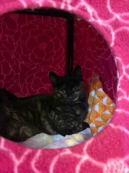 Rescue Domestic Short Hair Cats for Adoption in Bothell, Washington - Licorice | PetCurious