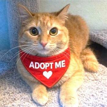 Bengal Cats Available for Adoption in Oakwood, Georgia - REMARKABLE RUSSELL! | PetCurious