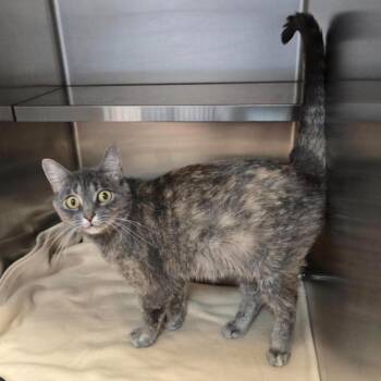 Emmi -  Domestic Short Hair Cat for Adoption in Eagle Mountain, Utah - Emmi | PetCurious