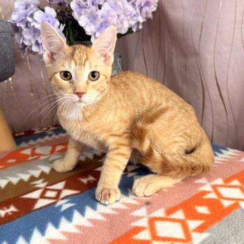 Gremlin -  Domestic Short Hair Cat for Adoption in Long Beach, Mississippi - Gremlin | PetCurious