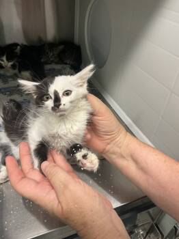 Rescue Domestic Short Hair Cats for Adoption in Athens, Tennessee - Mango | PetCurious