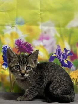 Domestic Short Hair Cats Available for Adoption in San Antonio, Texas - Dee-Nice | PetCurious