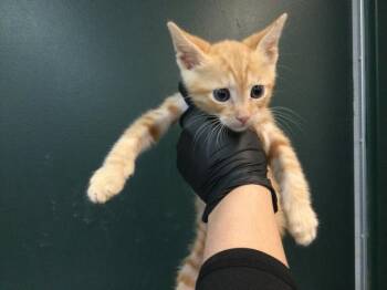 A1916693 -  Domestic Short Hair Cat for Adoption in Thousand Palms, California - A1916693 | PetCurious