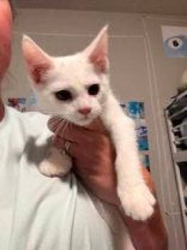 Marshmallow -  Domestic Short Hair Cat for Adoption in Newport, Kentucky - Marshmallow | PetCurious