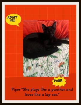 Rescue Domestic Short Hair and Turkish Angora Cats for Adoption in Snow Camp, North Carolina - Piper & Nimbus - Two Silky Sisters, One Unstoppable Bond—adopt Y | PetCurious