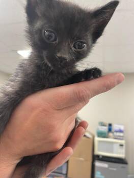 Domestic Short Hair Cats Available for Adoption in Bemidji, Minnesota - Pippi | PetCurious