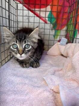 Trusty -  Domestic Short Hair Cat for Adoption in Honolulu, Hawaii - Trusty | PetCurious
