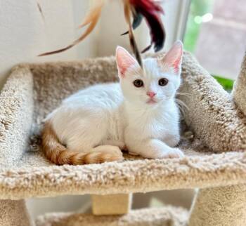 Domestic Short Hair Cats Available for Adoption - Opus | PetCurious