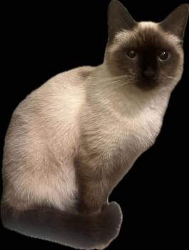 Sophie -  Siamese and Domestic Short Hair Cat for Adoption in Cromwell, Kentucky - Sophie | PetCurious