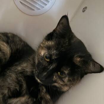 Rescue Domestic Short Hair Cats for Adoption in Carroll, Iowa - Gizmo | PetCurious