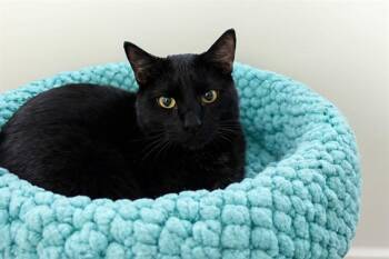 Domestic Short Hair Cats Available for Adoption - TODD | PetCurious