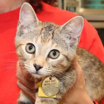 Bisque -  Domestic Short Hair Cat for Adoption in Port Washington, New York - Bisque | PetCurious