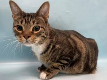 Athena -  Domestic Short Hair Cat for Adoption in Minneapolis, Minnesota - Athena | PetCurious