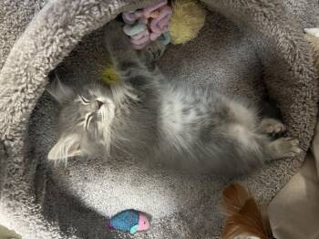 Parsnip -  Domestic Short Hair Cat for Adoption in Palmetto, Florida - Parsnip | PetCurious
