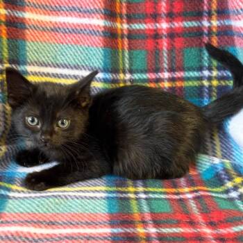 Greer -  Domestic Short Hair Cat for Adoption in Mt. Juliet, Tennessee - Greer | PetCurious
