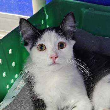 Punky -  Domestic Medium Hair Cat for Adoption in Dunkirk, New York - Punky | PetCurious