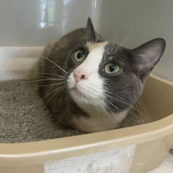 Zoo Zoo -  Domestic Short Hair Cat for Adoption in Saint Charles, Missouri - Zoo Zoo | PetCurious