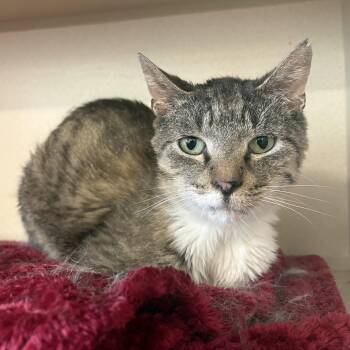 Peanut Brittle -  Domestic Short Hair Cat for Adoption in Eatontown, New Jersey - Peanut Brittle | PetCurious
