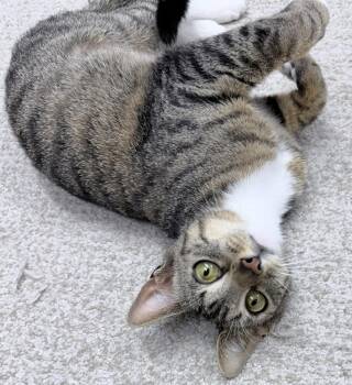 Jori 1 year female AVAILABLE 6/24 -  Domestic Short Hair Cat for Adoption in Sterling, Massachusetts - Jori 1 Year Female AVAILABLE 6/24 | PetCurious