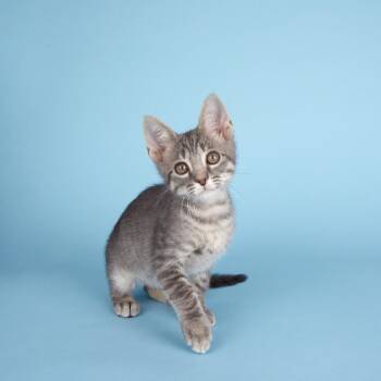 Wiley -  Domestic Short Hair Cat for Adoption in Houston, Texas - Wiley | PetCurious