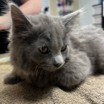Gerald -  Domestic Long Hair Cat for Adoption in Owosso, Michigan - Gerald | PetCurious