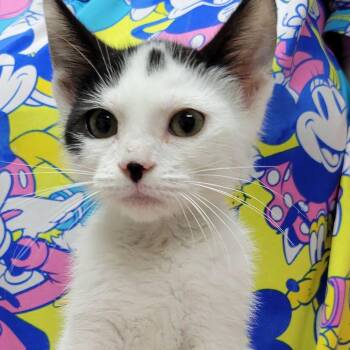 Galloway -  Domestic Short Hair Cat for Adoption in Mazon, Illinois - Galloway | PetCurious