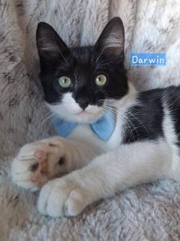 Domestic Short Hair and Tuxedo Cats Available for Adoption - :::Darwin::: | PetCurious