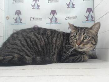TIGER -  Domestic Short Hair Cat for Adoption in Orlando, Florida - TIGER | PetCurious