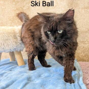 Ski Ball -  Domestic Long Hair Cat for Adoption in Parkersburg, West Virginia - Ski Ball | PetCurious