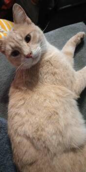 Hercules -  Tabby Cat for Adoption in Piedmont, Missouri - Hercules | PetCurious