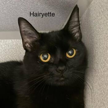 Domestic Medium Hair Cats Available for Adoption in Parkersburg, West Virginia - Hairyette | PetCurious