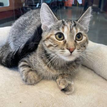 Alpine -  Domestic Short Hair Cat Available for Adoption in Rochester, Minnesota - Alpine | PetCurious