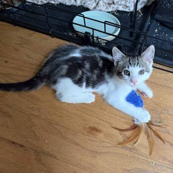 Pagliacci -  Domestic Short Hair Cat Available for Adoption in Weehawken Township, New Jersey - Pagliacci | PetCurious