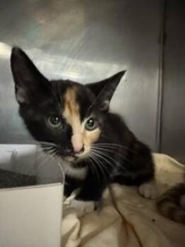 MERCEDES -  Domestic Short Hair Cat for Adoption in Doral, Florida - MERCEDES | PetCurious
