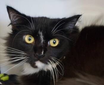Chandra -  Domestic Long Hair Cat for Adoption in Seattle, Washington - Chandra | PetCurious