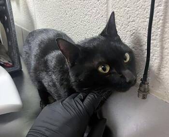 Domestic Short Hair Cats Available for Adoption in Nashville, Tennessee - Jelly Roll | PetCurious