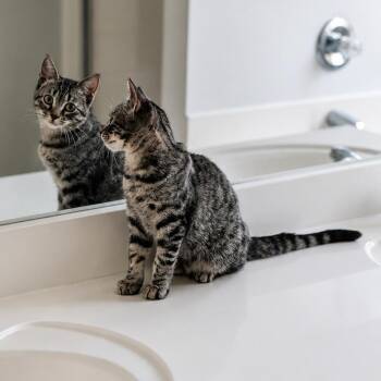 Athena -  Domestic Short Hair Cat for Adoption in Houston, Texas - Athena | PetCurious