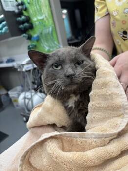 Rescue Domestic Short Hair Cats for Adoption in Batavia, Ohio - Humphrey Bogart | PetCurious