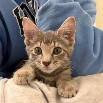 Beebee -  Domestic Short Hair Cat for Adoption in Baltimore, Maryland - Beebee | PetCurious