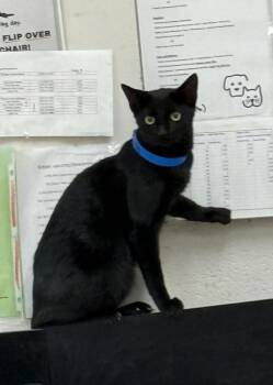 (651) -  Domestic Short Hair Cat for Adoption in Marietta, Georgia - (651) | PetCurious