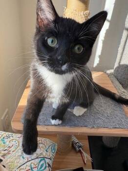 Domestic Short Hair Cats Available for Adoption - Kira (+ Sibling) | PetCurious