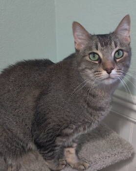 Rescue Abyssinian and Tabby Cats for Adoption in Mesa, Arizona - Killigan | PetCurious