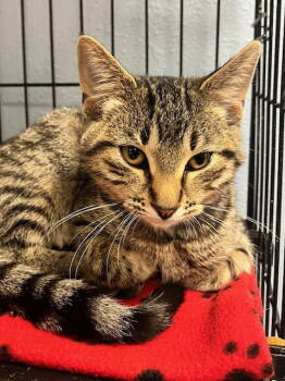 Rescue Domestic Short Hair Cats for Adoption in Webster, Wisconsin - Annabelle | PetCurious