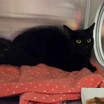 Birdie -  Domestic Short Hair Cat for Adoption in Chattanooga, Tennessee - Birdie | PetCurious