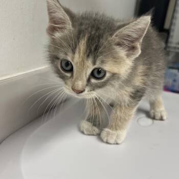 Doza Dosa -  Domestic Short Hair Cat for Adoption in St. Louis, Missouri - Doza Dosa | PetCurious